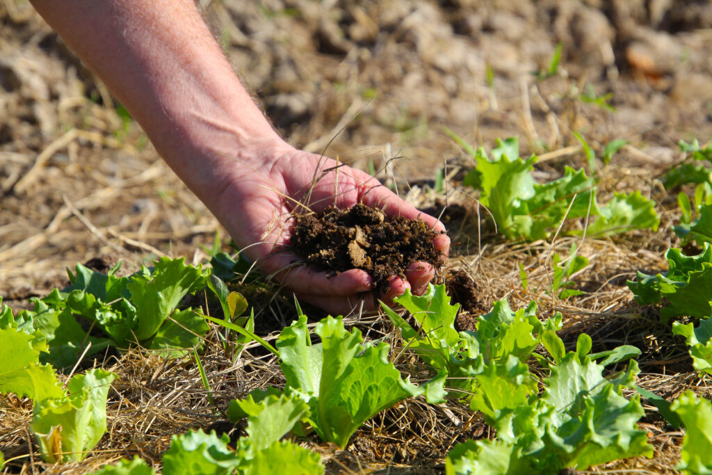 Projeto Agrofloresta inicia plantio de mudas em terreno no Santa Regina em Itajaí